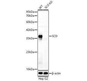 Western Blot - Anti-SCD1 Antibody (A329831) - Antibodies.com