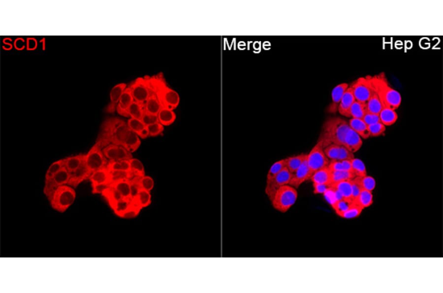 Immunofluorescence - Anti-SCD1 Antibody (A329831) - Antibodies.com