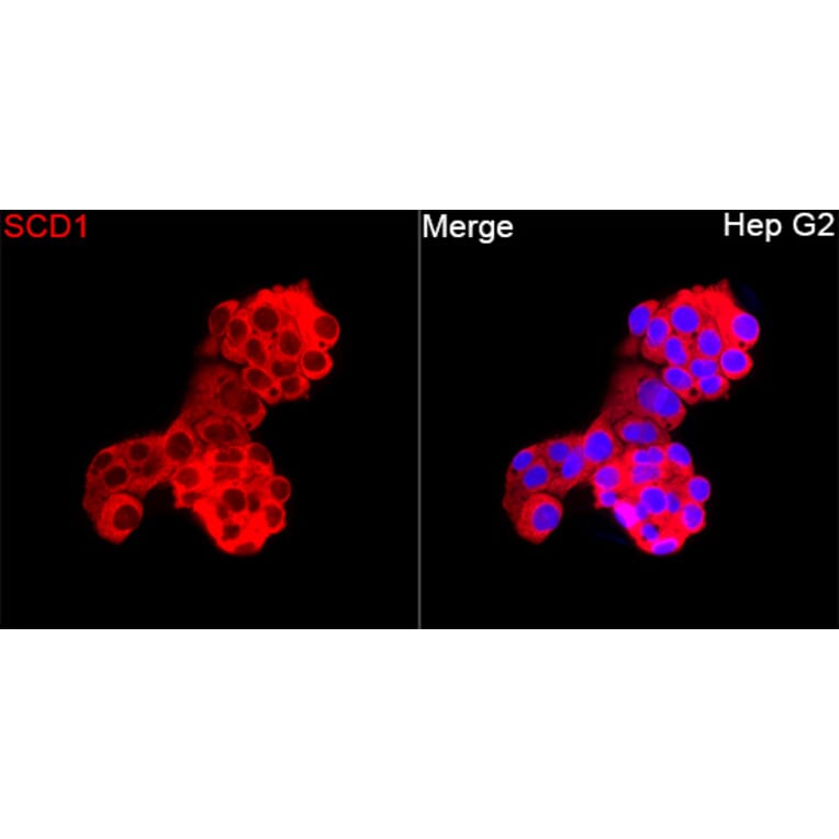 Immunofluorescence - Anti-SCD1 Antibody (A329831) - Antibodies.com