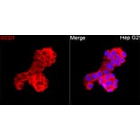 Immunofluorescence - Anti-SCD1 Antibody (A329831) - Antibodies.com