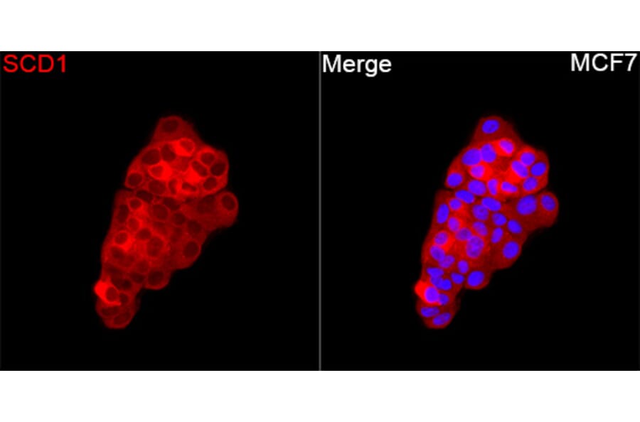 Immunofluorescence - Anti-SCD1 Antibody (A329831) - Antibodies.com