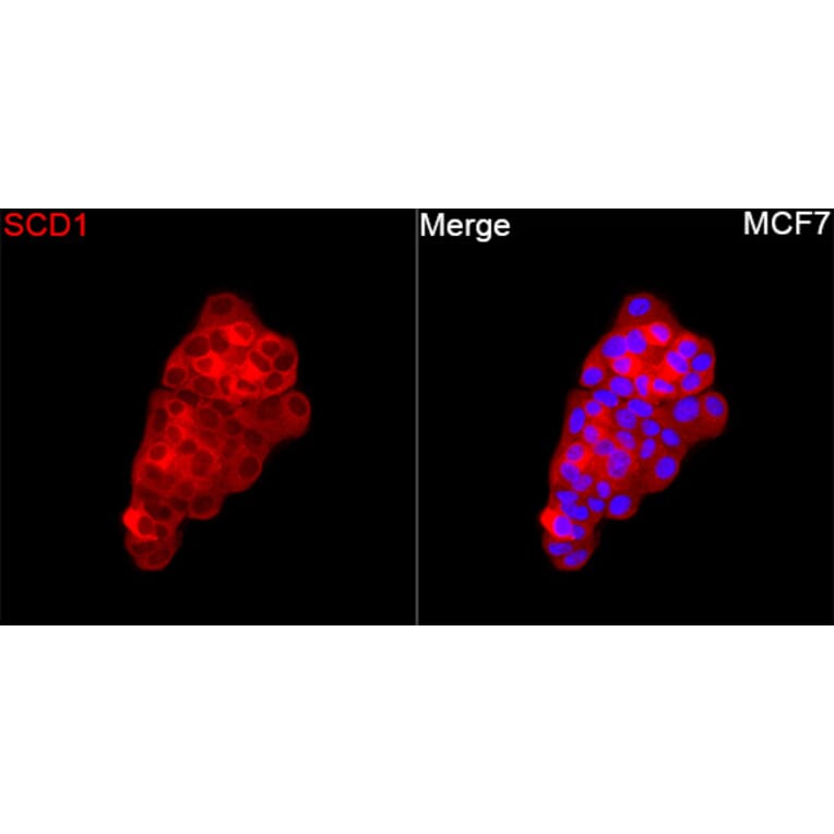 Immunofluorescence - Anti-SCD1 Antibody (A329831) - Antibodies.com
