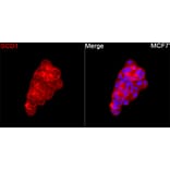 Immunofluorescence - Anti-SCD1 Antibody (A329831) - Antibodies.com