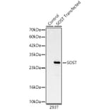 Western Blot - Anti-Sclerostin Antibody (A329833) - Antibodies.com
