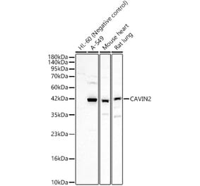 Western Blot - Anti-SDPR Antibody (A329834) - Antibodies.com