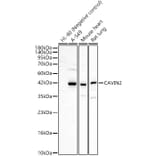 Western Blot - Anti-SDPR Antibody (A329834) - Antibodies.com
