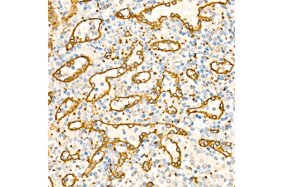 Immunohistochemistry - Anti-SDPR Antibody (A329834) - Antibodies.com