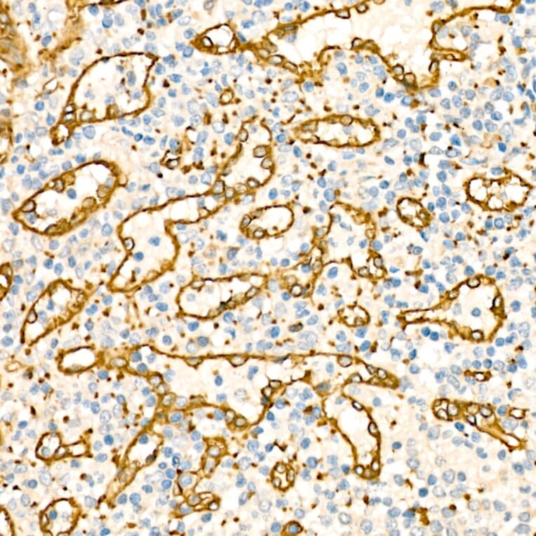 Immunohistochemistry - Anti-SDPR Antibody (A329834) - Antibodies.com
