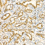 Immunohistochemistry - Anti-SDPR Antibody (A329834) - Antibodies.com