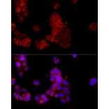 Immunofluorescence - Anti-SEPP1 Antibody (A329838) - Antibodies.com