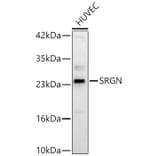 Western Blot - Anti-Serglycin Antibody (A329839) - Antibodies.com