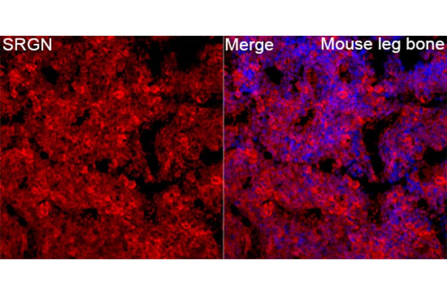 Immunofluorescence - Anti-Serglycin Antibody (A329839) - Antibodies.com