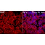 Immunofluorescence - Anti-Serglycin Antibody (A329839) - Antibodies.com