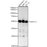 Western Blot - Anti-Sestrin 2 Antibody [ARC61316] (A329841) - Antibodies.com