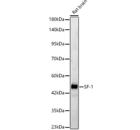 Western Blot - Anti-SF-1 Antibody (A329843) - Antibodies.com