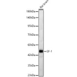 Western Blot - Anti-SF-1 Antibody (A329843) - Antibodies.com