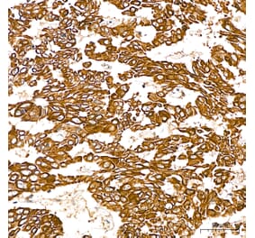 Immunohistochemistry - Anti-SGPL1 Antibody (A329846) - Antibodies.com