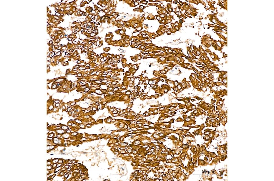 Immunohistochemistry - Anti-SGPL1 Antibody (A329846) - Antibodies.com