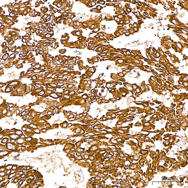 Immunohistochemistry - Anti-SGPL1 Antibody (A329846) - Antibodies.com