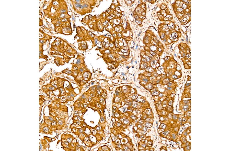 Immunohistochemistry - Anti-SGPL1 Antibody (A329846) - Antibodies.com