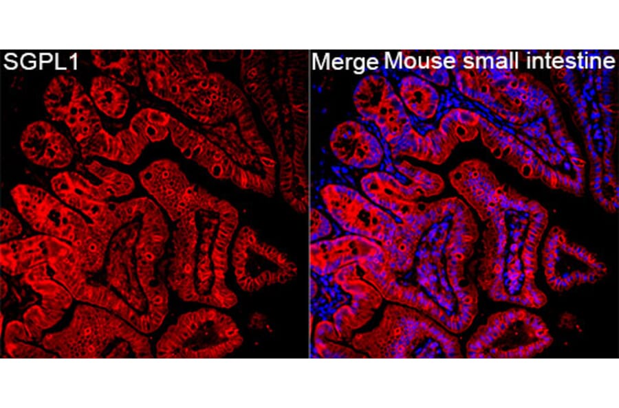 Immunofluorescence - Anti-SGPL1 Antibody (A329846) - Antibodies.com