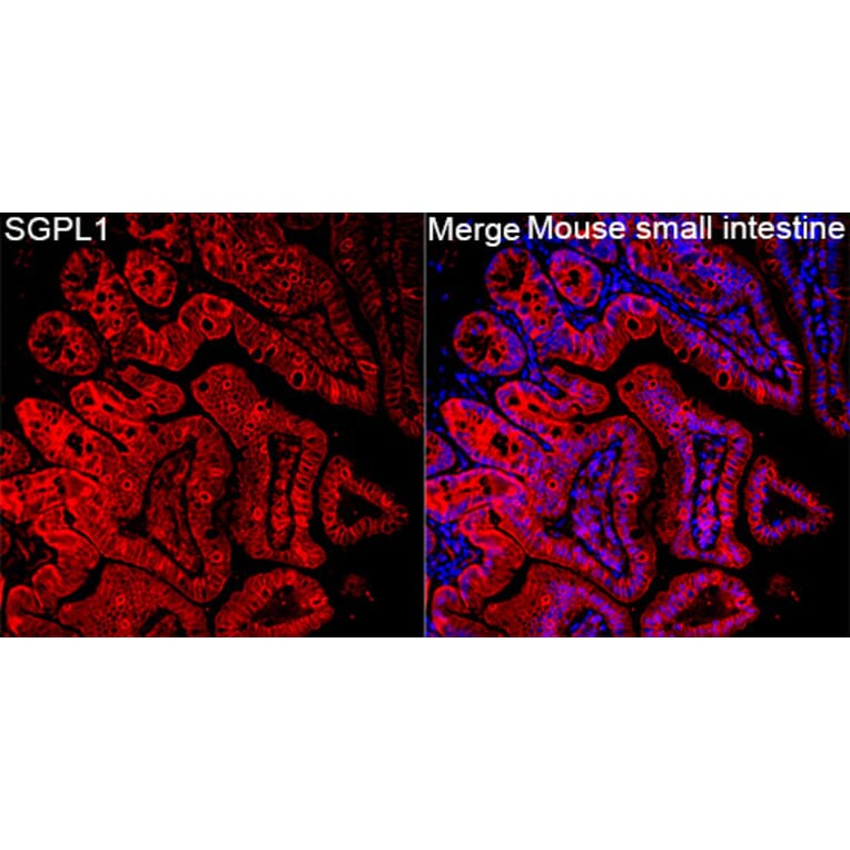 Immunofluorescence - Anti-SGPL1 Antibody (A329846) - Antibodies.com