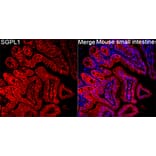 Immunofluorescence - Anti-SGPL1 Antibody (A329846) - Antibodies.com