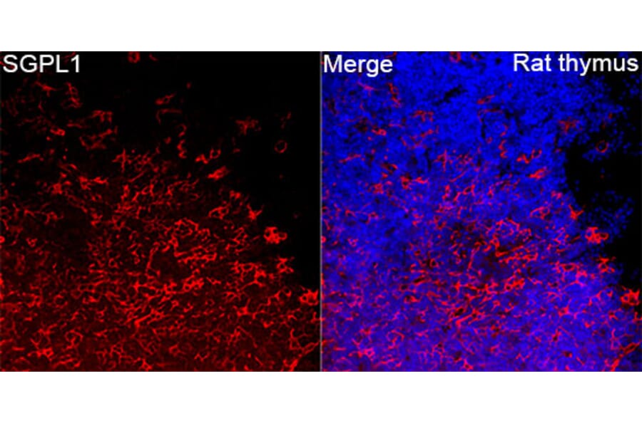 Immunofluorescence - Anti-SGPL1 Antibody (A329846) - Antibodies.com