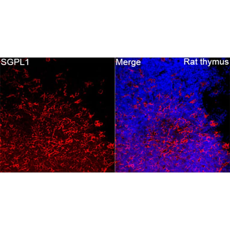 Immunofluorescence - Anti-SGPL1 Antibody (A329846) - Antibodies.com