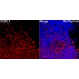 Immunofluorescence - Anti-SGPL1 Antibody (A329846) - Antibodies.com