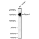 Western Blot - Anti-Siglec1 Antibody (A329848) - Antibodies.com