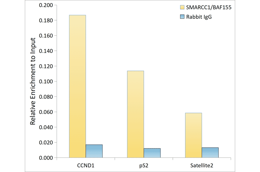 ChImmunoprecipitation - Anti-BAF155 Antibody [ARC0948] (A329861) - Antibodies.com