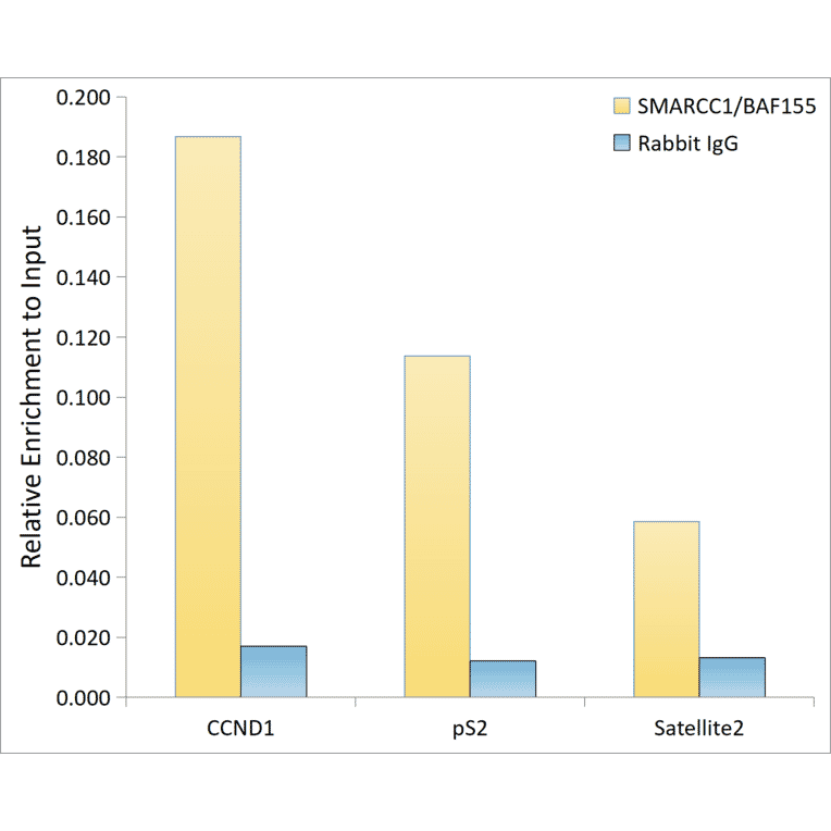 ChImmunoprecipitation - Anti-BAF155 Antibody [ARC0948] (A329861) - Antibodies.com