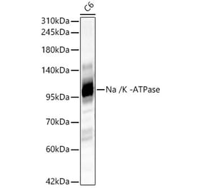 Western Blot - Anti-Sodium Potassium ATPase Antibody (A329864) - Antibodies.com