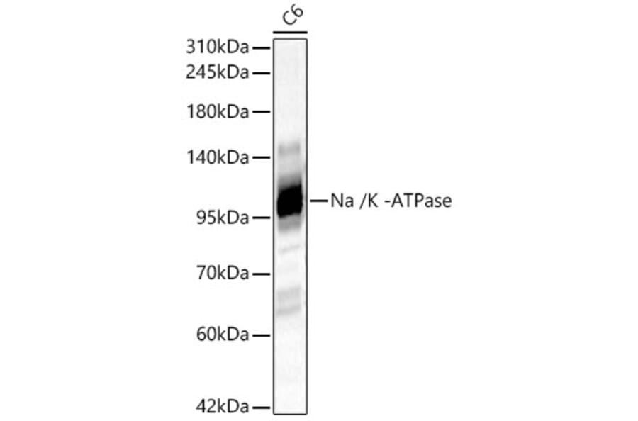 Western Blot - Anti-Sodium Potassium ATPase Antibody (A329864) - Antibodies.com