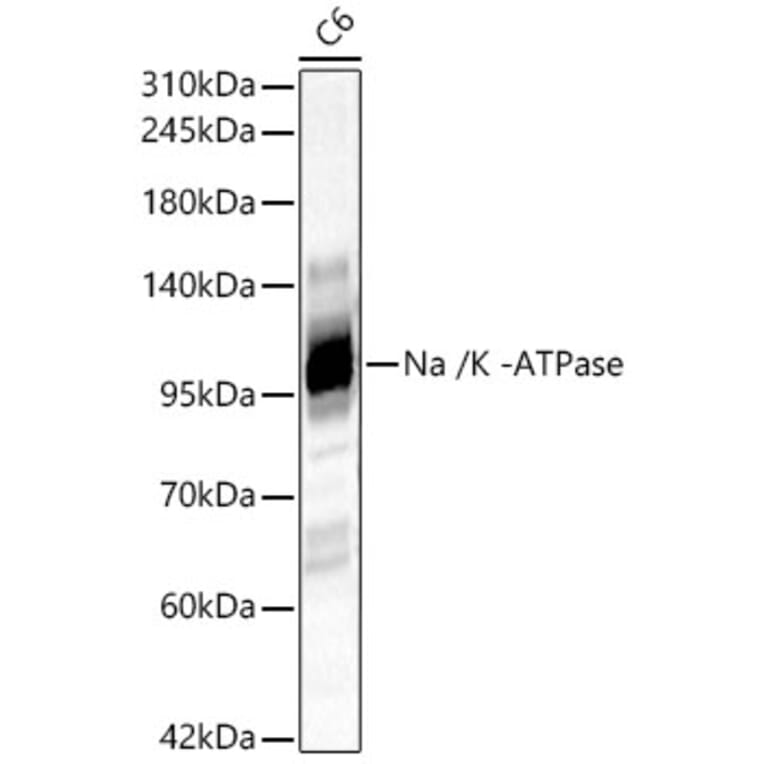 Western Blot - Anti-Sodium Potassium ATPase Antibody (A329864) - Antibodies.com