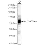 Western Blot - Anti-Sodium Potassium ATPase Antibody (A329864) - Antibodies.com