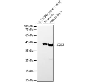 Western Blot - Anti-SOX1 Antibody [ARC57513] (A329865) - Antibodies.com