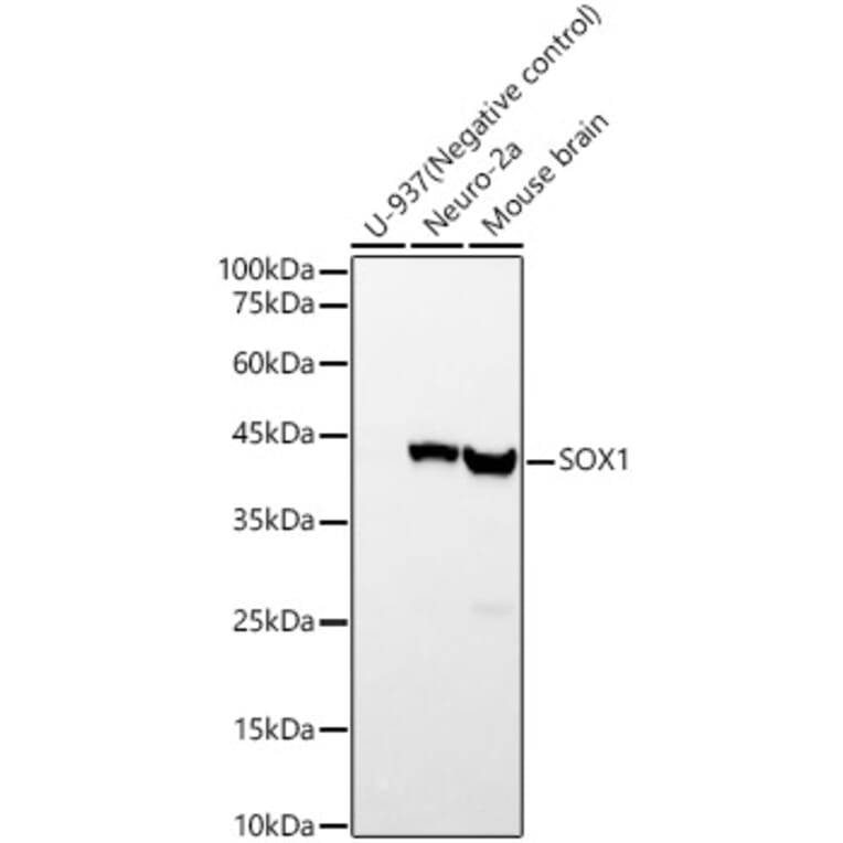 Western Blot - Anti-SOX1 Antibody [ARC57513] (A329865) - Antibodies.com