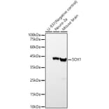 Western Blot - Anti-SOX1 Antibody [ARC57513] (A329865) - Antibodies.com