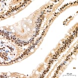 Immunohistochemistry - Anti-SP1 Antibody (A329868) - Antibodies.com