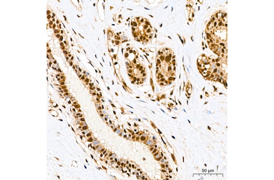 Immunohistochemistry - Anti-SP1 Antibody (A329868) - Antibodies.com