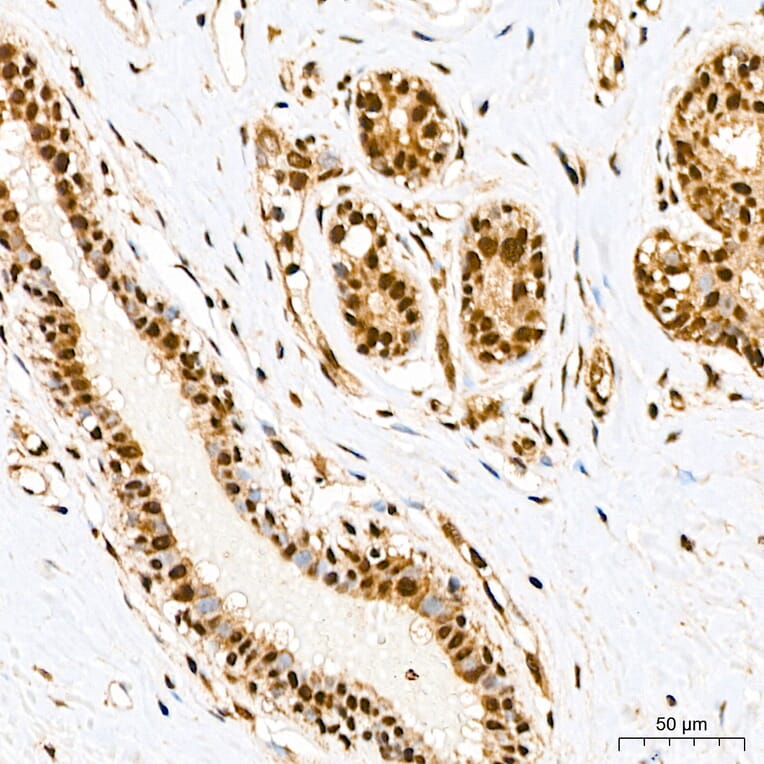 Immunohistochemistry - Anti-SP1 Antibody (A329868) - Antibodies.com