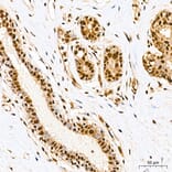 Immunohistochemistry - Anti-SP1 Antibody (A329868) - Antibodies.com