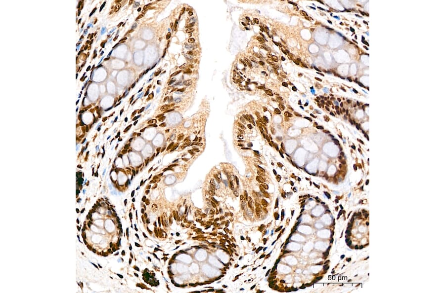 Immunohistochemistry - Anti-SP1 Antibody (A329868) - Antibodies.com