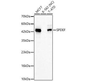 Western Blot - Anti-SPDEF Antibody (A329869) - Antibodies.com