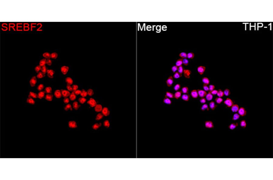 Immunofluorescence - Anti-SREBP2 Antibody (A329873) - Antibodies.com