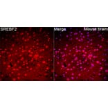 Immunofluorescence - Anti-SREBP2 Antibody (A329873) - Antibodies.com