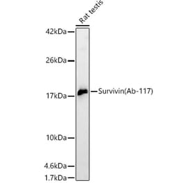 Western Blot - Anti-Survivin Antibody (A329877) - Antibodies.com