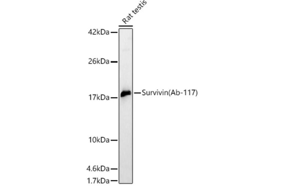 Western Blot - Anti-Survivin Antibody (A329877) - Antibodies.com